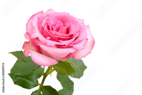 Pink rose  mother day flower