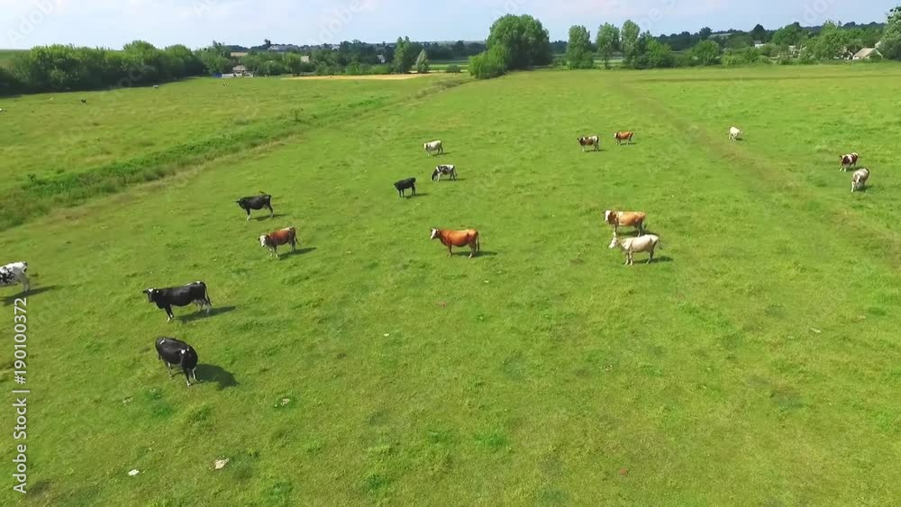Cows herd grazing on pasture field full HD aerial panorama video. Agriculture farm domestic animals rural landscape. Cows herd grazing on pasture field full HD aerial panorama video. Agriculture farm domestic animals rural landscape.