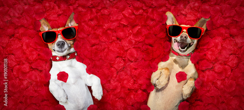 valentines couple of dogs   with  rose petals