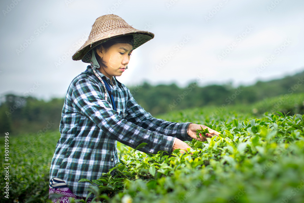 Portrait of woman farmer harvesting Shui Fong tea plantation at Singha Park, Chaingrai, Thailand.