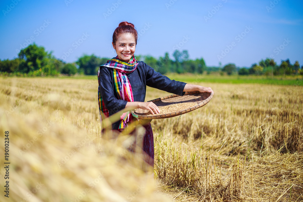 farmer woman threshed rice in field farmer woman threshed rice in field