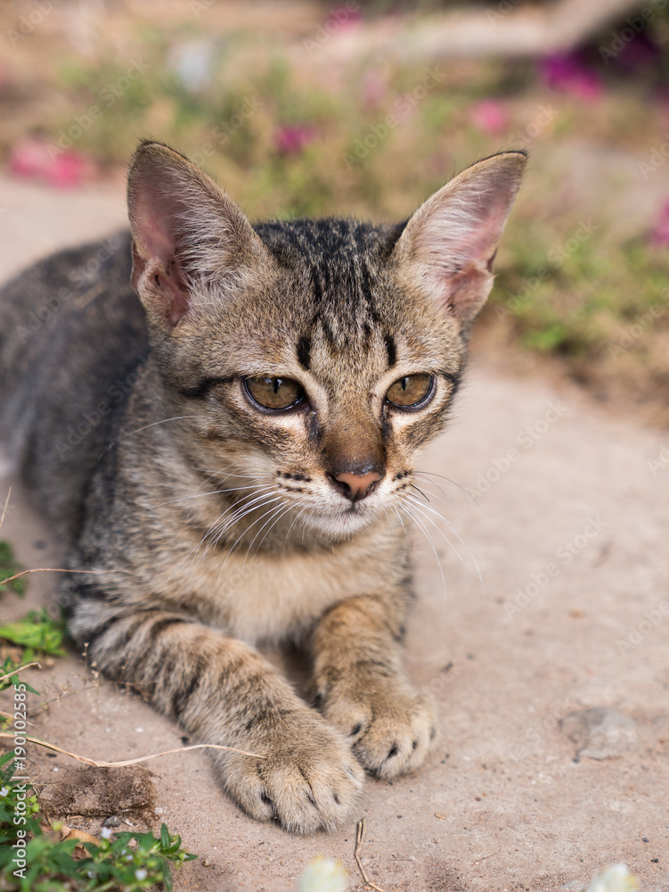 Tabby Kitten Siting in The Garden Tabby Kitten Siting in The Garden