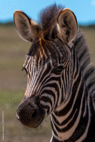 Junges Zebra im Portrait