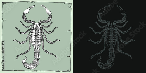 Scorpion. Handmade illustration. Pencil and ink. Vector. Nature collection.