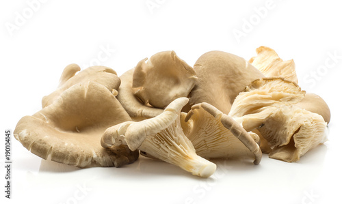 Oyster mushrooms (Pleurotus ostreatus set) isolated on white background raw uncooked.