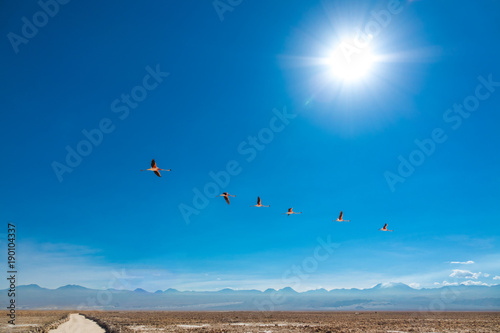 Flamingos fly in Chaxa lagoon salt lake, Atacama desert, Chile, South America 