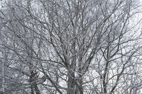 Detail of the dried branches of a bare tree during the winter. Some snow has collected on the branches of the tree. The sky is white and promises snow. © Stefano Tammaro