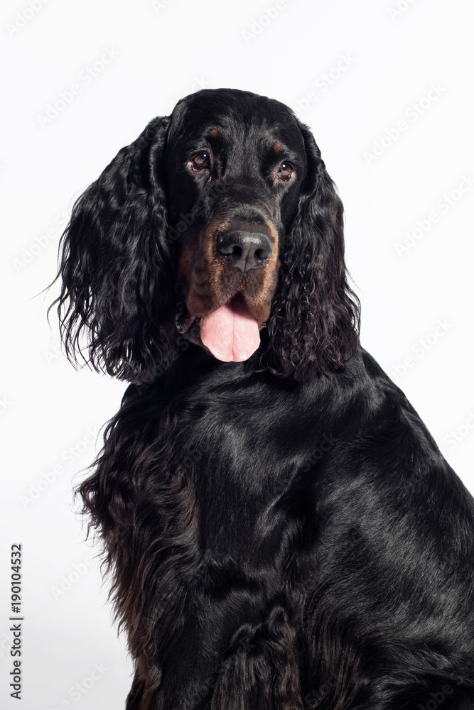 gordon setter dog portrait
