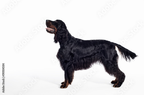 Obraz na płótnie gordon setter dog portrait
w salonie