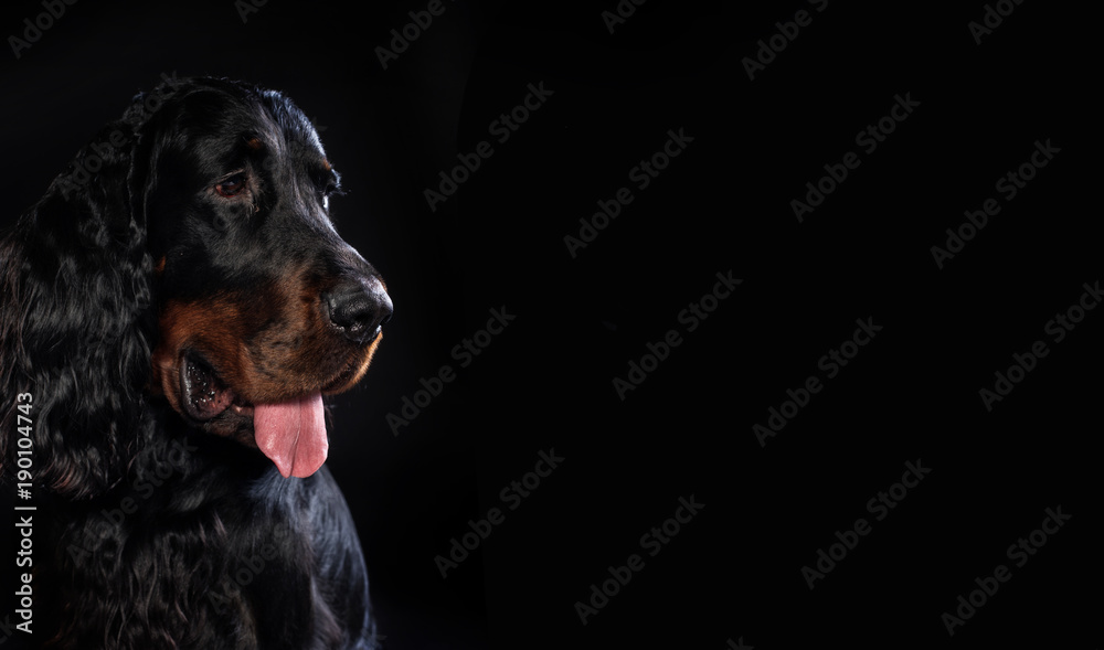gordon setter dog portrait
gordon setter dog portrait