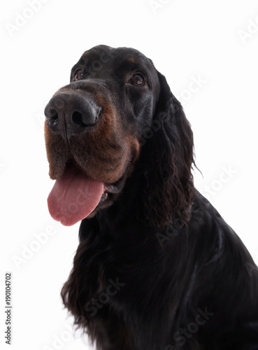 Obraz na płótnie gordon setter dog on white background 