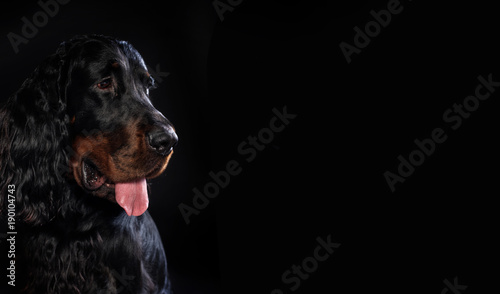 Obraz na płótnie gordon setter dog portrait 