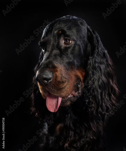 Gordon setter dog on a black background 
