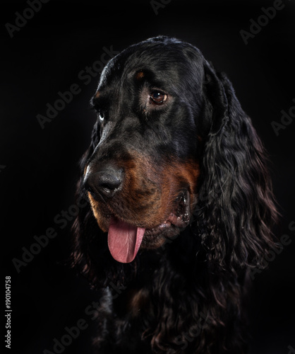 Obraz na płótnie Gordon setter dog on a black background 