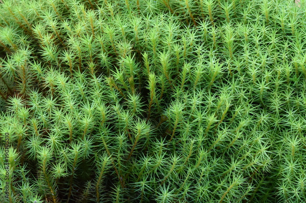 Haircap moss polytrichun sp. growing on forest floor Haircap moss polytrichun sp. growing on forest floor