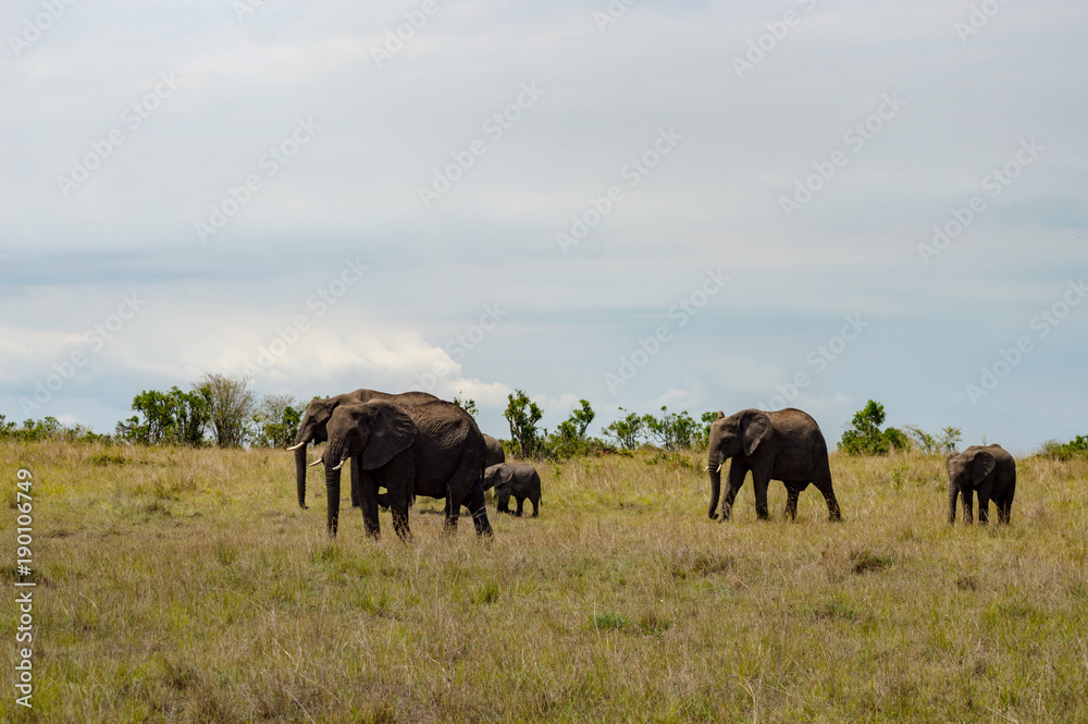 Elephant and his cub in the savanna of the mara a park in northwestern Kenya Elephant and his cub in the savanna of the mara a park in northwestern Kenya