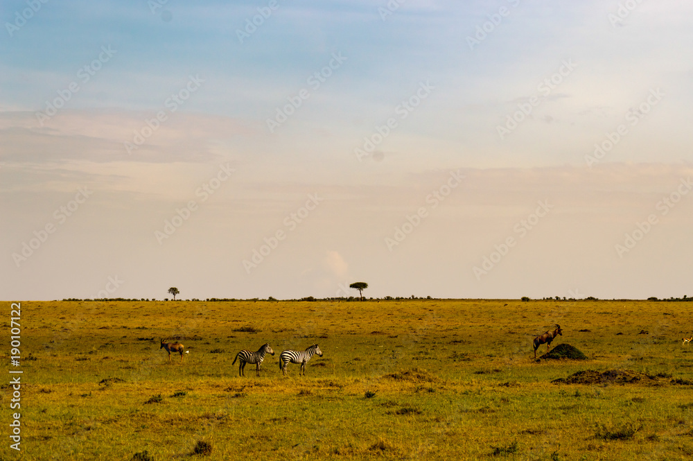 Herd of zebras grazing in the savannah of Maasai Mara Park in Kenya Herd of zebras grazing in the savannah of Maasai Mara Park in Kenya