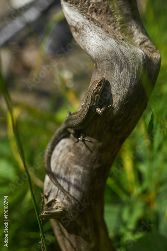 Brown lizard tree lizard  details of lizard skin stick on the tree.