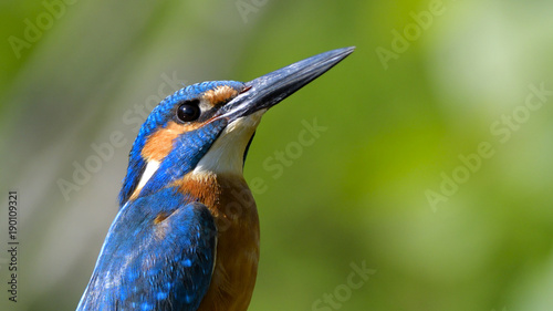 Common Kingfisher (Alcedo athis) photo