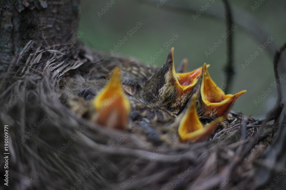 Little baby birds crying for mama bird Little baby birds crying for mama bird