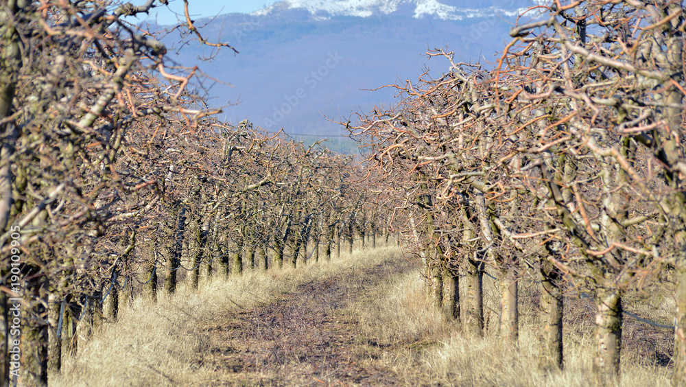 pruned apple orchard 