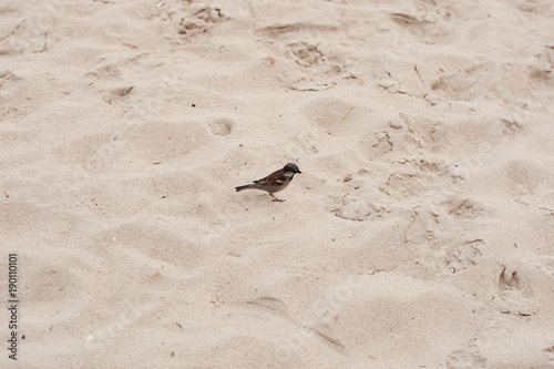 Bird at background of sand. One sparrow with a curious look. Live bird with a stained beak. Blurred background of sand. photo