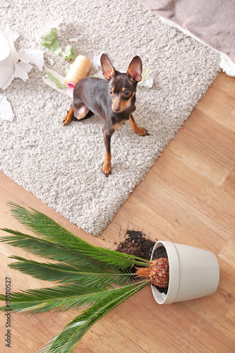 Fototapeta Naklejka Na Ścianę i Meble -  Mischievous toy terrier and overthrown houseplant indoors