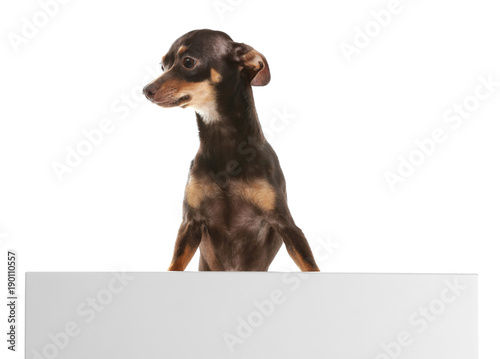 Cute toy terrier on white background