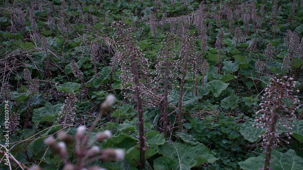 Fototapeta premium Landschaft