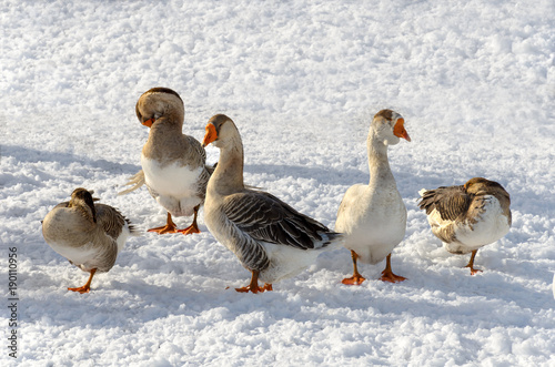 a group of geese located in the foreground of the snow-covered area on a cold winter day