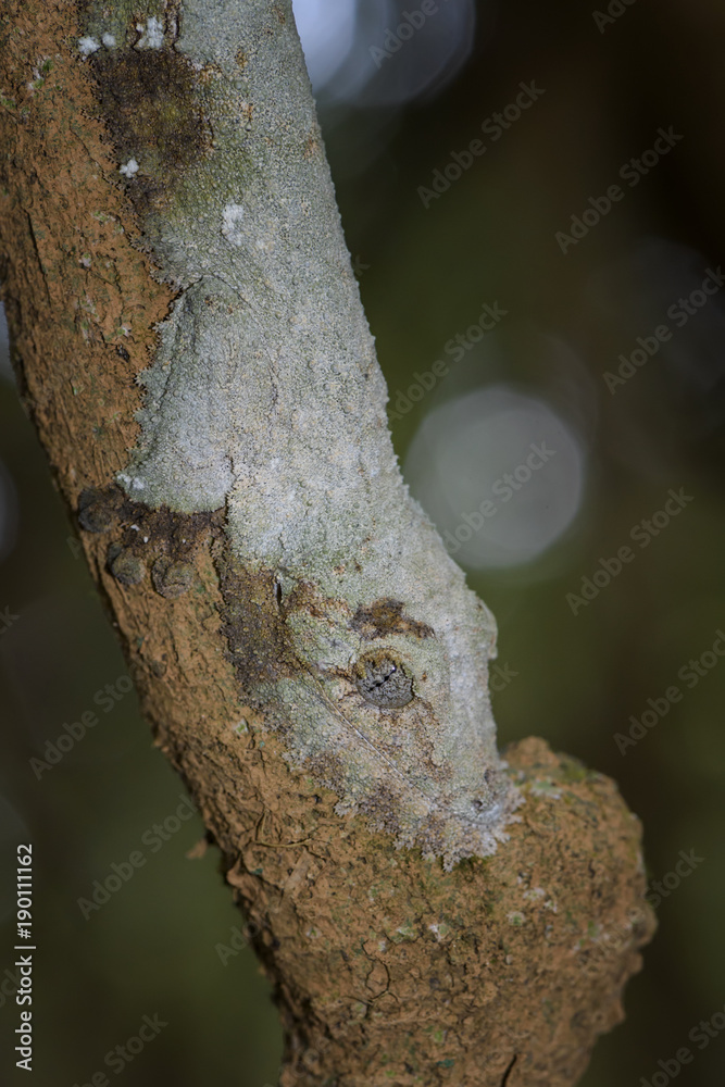 Southern Leaf-tail Gecko - Uroplatus sikorae, rain forest, Madagascar. Rare well masked gecko hidden on the tree in forest. Mimicry. Camouflage. Southern Leaf-tail Gecko - Uroplatus sikorae, rain forest, Madagascar. Rare well masked gecko hidden on the tree in forest. Mimicry. Camouflage.