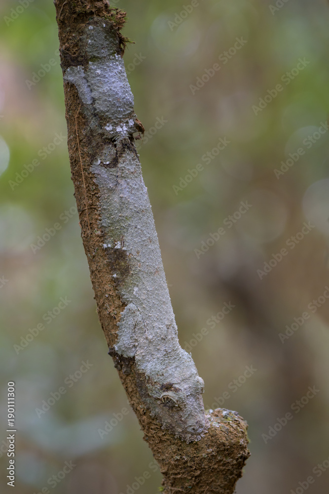 Southern Leaf-tail Gecko - Uroplatus sikorae, rain forest, Madagascar. Rare well masked gecko hidden on the tree in forest. Mimicry. Camouflage. Southern Leaf-tail Gecko - Uroplatus sikorae, rain forest, Madagascar. Rare well masked gecko hidden on the tree in forest. Mimicry. Camouflage.