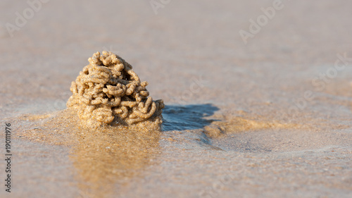 A sandworm on a french beach of the atlantic sea