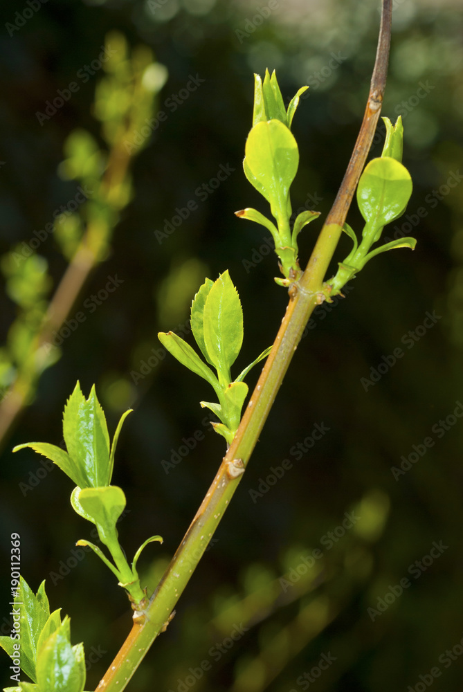 Obraz premium Buds