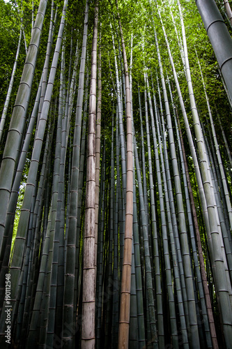 Forêt de bambou à Kyoto