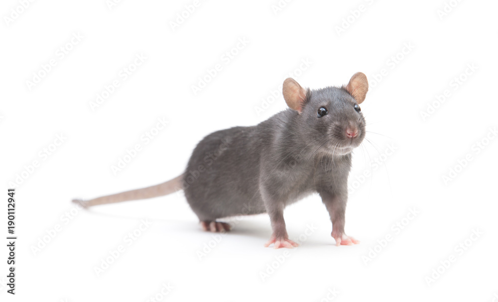 rat rat
