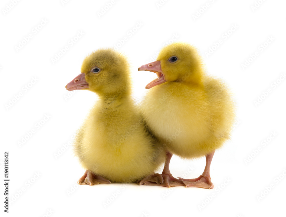 chickens goose