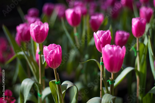 Beautiful bouquet of tulips. colorful in garden in selective focus