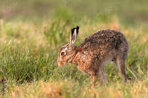 Brown Hare in Field © markmedcalf