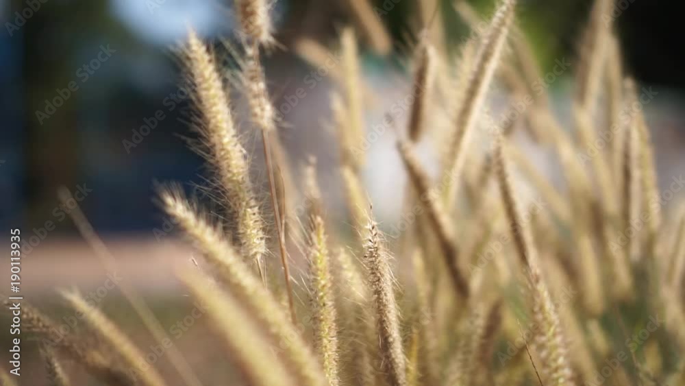 Soft silk grass in the morning the sun rises. Soft silk grass in the morning the sun rises.