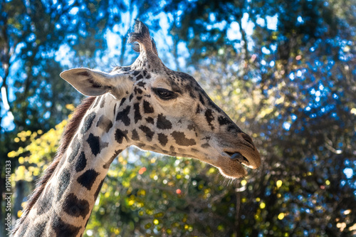 giraffe in close up with a pleasant back ground