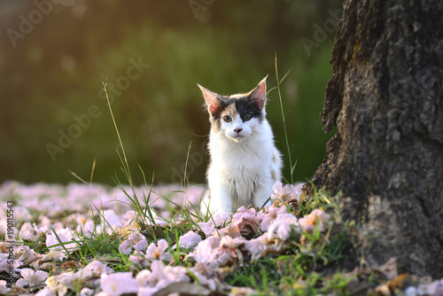 Portrait of 3 color cat looking at the front and sitting next to the big tree on flowers with green grass in flower garden evening time blurry green forest background