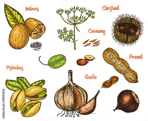 Herbs, condiments and spices. nutmeg and pistachios and garlic, caraway and seeds for the menu. Organic plants or vegetarian vegetables. engraved hand drawn in old sketch, vintage style.