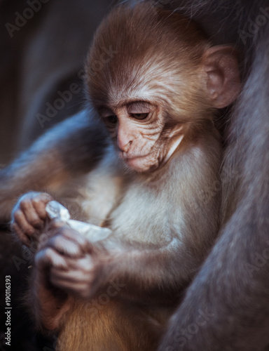Portrait of cute Rhesus macaque baby