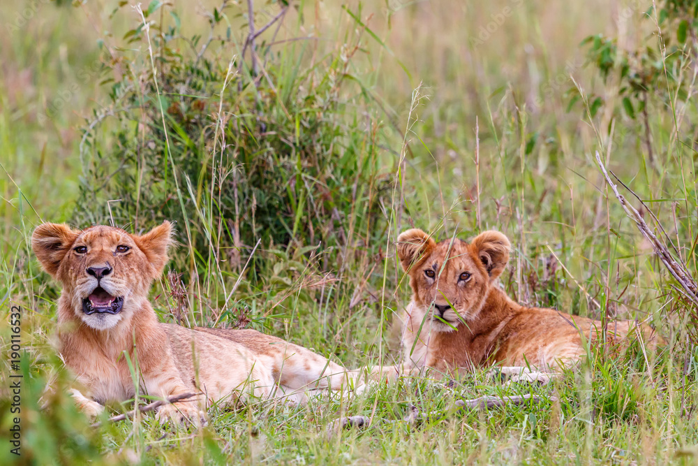 Two cute Lion Cubs on the African savannah