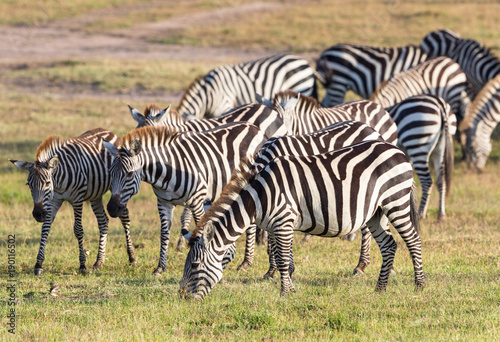 Flock of of Zebras grazing grass