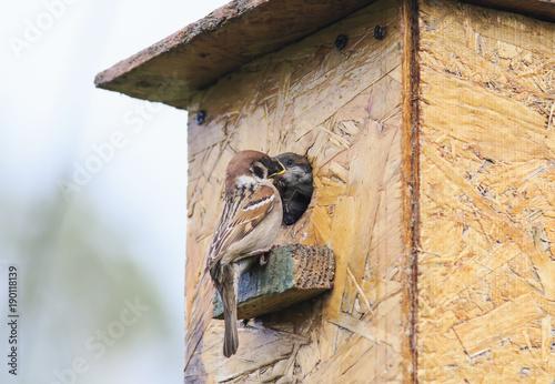 cute little bird, a Sparrow flew in your house and feeds the hungry bird
