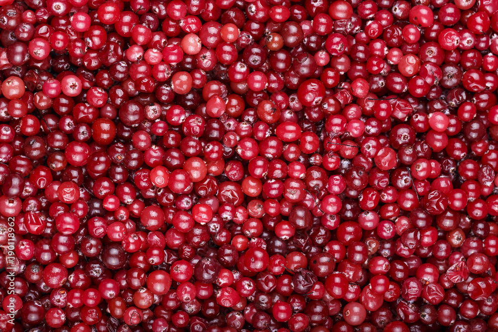 Fresh cranberries background Fresh cranberries background