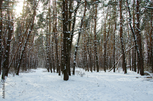 Landscape winter pine forest