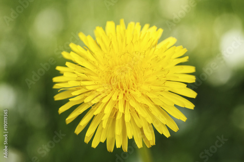 dandelion blooms against the background of grass